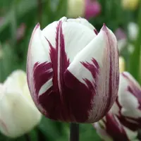 QFB Gardening Tulp Rems Favourite | 10 stuks | Wit | Paars | Tulpenbollen
