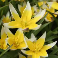 QFB Gardening Tulp Tarda | 10 stuks | Specie | Geel | Tulpenbollen