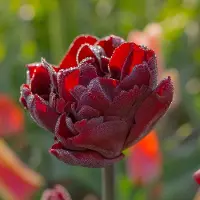 QFB Gardening Tulp Palmyra | 10 stuks | Dubbel vroeg | Rood | Tulpenbollen