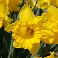 QFB Gardening Narcis Dutch Master | 10 stuks | Trumpet | Geel | Narcissenbollen