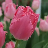 QFB Gardening Tulp Cacharel | 10 stuks | Gefranjerd | Roze | Tulpenbollen