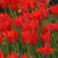 QFB Gardening Tulp Linifolia | 10 stuks | Specie | Rood | Tulpenbollen