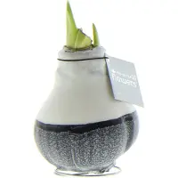 QFB Gardening Wax Amaryllis Dipz Zwart | Prachtige Wax Amaryllis voor in huis | Rood