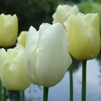 QFB Gardening Tulp Maureen | 10 stuks | Enkel laat | Wit | Tulpenbollen