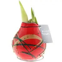 QFB Gardening Wax Amaryllis Art Munch Rood | 1 stuk | Prachtige Wax Amaryllis voor in huis |