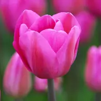 QFB Gardening Tulp Don Quichotte | 10 stuks | Roze | Tulpenbollen
