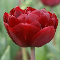 QFB Gardening Tulp Uncle Tom | 10 stuks | Dubbel laat | Rood | Tulpenbollen