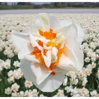 QFB Gardening Narcis Flower Parade | 10 stuks | Dubbel | Wit | Narcissenbollen