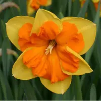 QFB Gardening Narcis Congress | 10 stuks | Splitcrown | Geel | Oranje