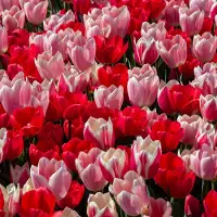 QFB Gardening Bloembollen Mix Tulpen Morning Delight | Darwinhybride | Roze | Rood |