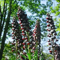 QFB Gardening Fritillaria persica | Paars | Fritillaria Bollen | Snijbloem