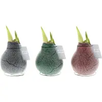 QFB Gardening Wax Amaryllis Collectie Marble | 3 stuks | Prachtige Wax Amaryllis voor in huis