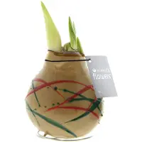 QFB Gardening Wax Amaryllis Art Munch Goud | Prachtige Wax Amaryllis voor in huis | Rood