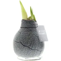 QFB Gardening Wax Amaryllis Marble Zwart | Prachtige Wax Amaryllis voor in huis | Rood