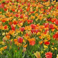 QFB Gardening Bloembollen Mix on Fire | Geel | Oranje | Rood | Voordeelverpakking