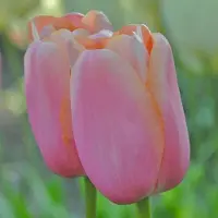 QFB Gardening Tulp Menton | 10 stuks | Enkel laat | Roze | Tulpenbollen