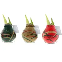 QFB Gardening Wax Amaryllis Collectie Art Munch | 3 stuks | Prachtige Wax Amaryllis voor in