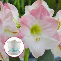 QFB Gardening Amaryllis Apple Blossom op pot in geschenkdoos | 1 stuk | Bolmaat 30/32 |