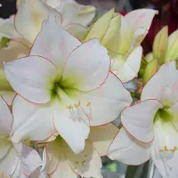 QFB Gardening Amaryllis Picotee | 1 stuk | Snijbloem | Geschikt voor in Pot | Kamerplant | Wit | Prachtige Amaryllisbollen voor in huis | Grote bolmaat 32/34 | Ridderster
