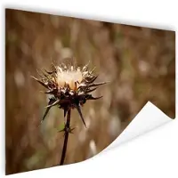 MuchoWow Gedroogde distel sepia Poster 180x120 cm - Foto print op Poster (wanddecoratie woonkamer / slaapkamer) XXL / Groot formaat!