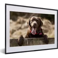 MuchoWow Fotolijst incl. Poster - Labrador Retriever die over een omheining kijkt - 40x30 cm - Posterlijst