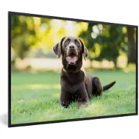 MuchoWow Foto in lijst - Labrador Retriever ligt in het gras fotolijst zwart 60x40 cm - Poster in lijst (Wanddecoratie woonkamer / slaapkamer)