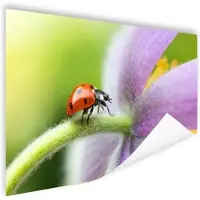 MuchoWow Lieveheersbeestje op een bloem Poster 180x120 cm - Foto print op Poster (wanddecoratie woonkamer / slaapkamer) / Vlinders en insecten Poster XXL / Groot formaat!