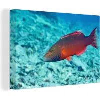 MuchoWow Rode vis in helderblauw water Canvas 180x120 cm - Foto print op Canvas schilderij (Wanddecoratie woonkamer / slaapkamer) / Wilde dieren Canvas Schilderijen XXL / Groot formaat!
