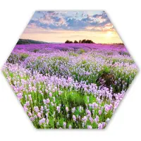 MuchoWow Hexagon wanddecoratie - Kunststof Wanddecoratie - Hexagon Schilderij - Bloemen - Lavendel - Paars - Lucht - Zonsondergang - Weide - Natuur - 37x32 cm