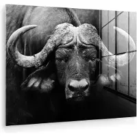 MuchoWow Glasschilderij - Foto op glas - Acrylglas - Dieren - Buffalo - Zwart - Wit - Muurdecoratie dieren - 160x120 cm - Woonkamer - Kamer decoratie - Wanddecoratie