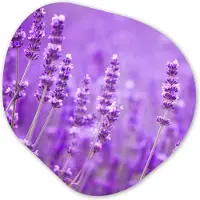 MuchoWow Organische wanddecoratie 40x40 cm - Organisch schilderij Lavendel - Close-up - Bloemen - Paars - Muurdecoratie woonkamer - Kamer decoratie - Schilderijen - Muurcirkel aesthetic