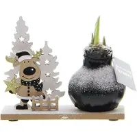 QFB Gardening Wax Amaryllis Snow Wonderland Rudolph | Prachtige Wax Amaryllis voor in huis |