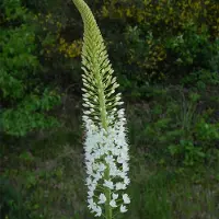 QFB Gardening Eremurus himalaicus | Wit | Naald van Cleopatra Bollen