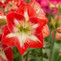 QFB Gardening Amaryllis Minerva | Bolmaat 32/34 | Ridderster | Meerkleurig | Kamerplant