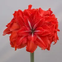 QFB Gardening Amaryllis Double Circus | 1 stuk | Geschikt voor in Pot | Kamerplant | Rood | Prachtige Amaryllisbollen voor in huis | Grote bolmaat 32/34 | Ridderster