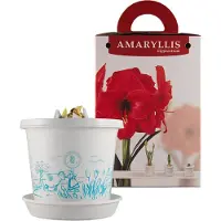 QFB Gardening Amaryllis Red Lion op pot in geschenkdoos | 1 stuk | Bolmaat 30/32 | Ridderster