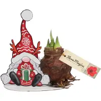 QFB Gardening Amaryllis Gnoom met kado | Bolmaat 32/34 | Ridderster | Rood | Kamerplant