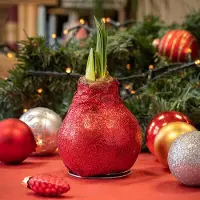 QFB Gardening Wax Amaryllis Glitterz Rood in Koker | Prachtige Wax Amaryllis voor in huis |