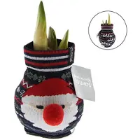 QFB Gardening Wax Amaryllis Fashionz Xmas Kerstman | 1 stuk | Prachtige Wax Amaryllis voor in
