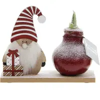 QFB Gardening Wax Amaryllis Snow Wonderland Gnome | Prachtige Wax Amaryllis voor in huis |