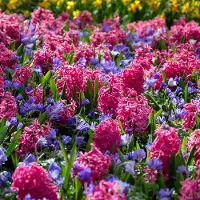 QFB Gardening Bloembollen Mix Pink Sky | 50 stuks | Roze | Paars