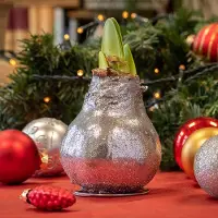 QFB Gardening Wax Amaryllis Glitterz Zilver in Koker | Prachtige Wax Amaryllis voor in huis |