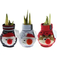 QFB Gardening Wax Amaryllis Fashionz Xmas Mix | 3 stuks | Prachtige Wax Amaryllis voor in huis