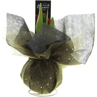 QFB Gardening Amaryllis Xmas Wrapz goud | 1 stuk | Rood | Kamerplant
