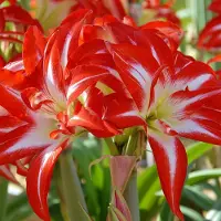 QFB Gardening Amaryllis Splash | 1 stuk | Bolmaat 32/34 | Ridderster | Kamerplant