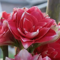 QFB Gardening Amaryllis Double Dream | 1 stuk | Bolmaat 30/32 | Ridderster | Roze