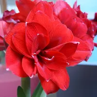 QFB Gardening Amaryllis Double King | Bolmaat 32/34 | Ridderster | Rood | Kamerplant