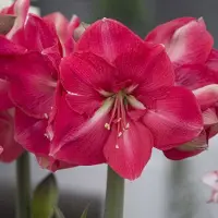 QFB Gardening Amaryllis Hercules | Bolmaat 32/34 | Ridderster | Roze | Kamerplant