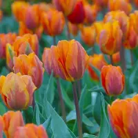 QFB Gardening Grootverpakking Tulp Prinses Irene | 50 stuks | Enkel vroeg | Oranje |