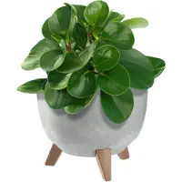 Kadax Kunststof bloempot met drie steunen, ronde bloembak, plantenpot, bloempot voor balkon, woonkamer (grijs, diameter 24 cm)